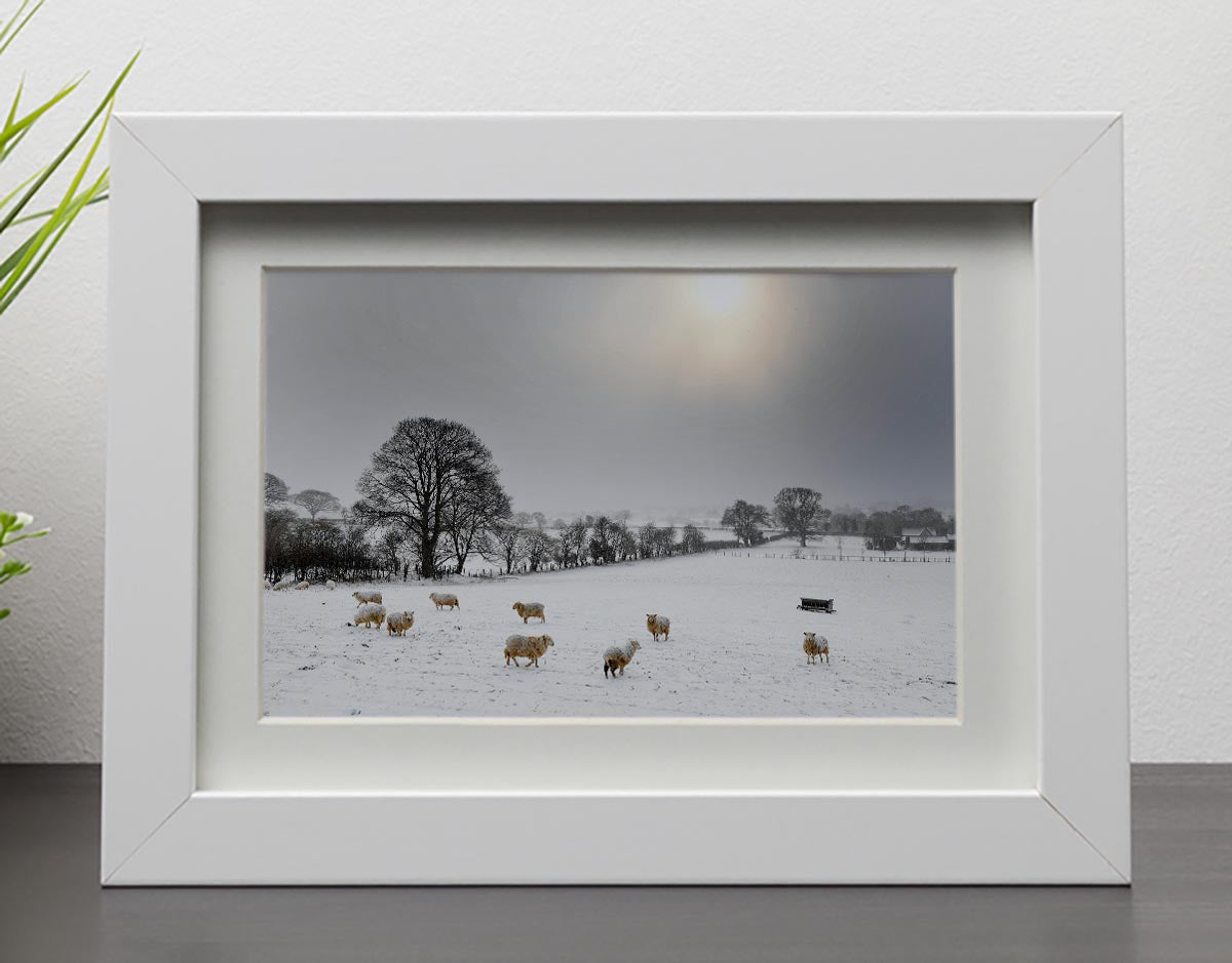 Sheep in the snow Framed Print - Canvas Art Rocks - 3