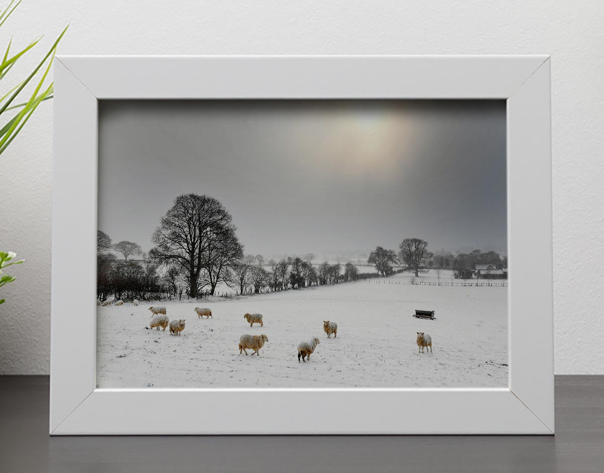 Sheep in the snow Framed Print - Canvas Art Rocks - 4