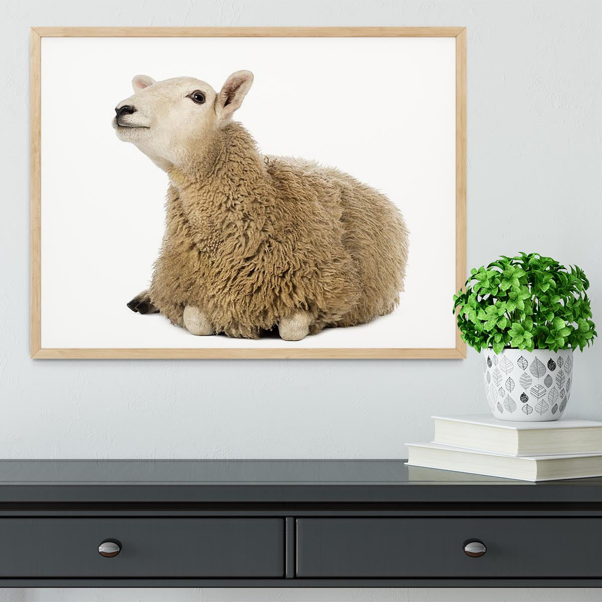 Sheep lying and looking up Framed Print - Canvas Art Rocks - 4