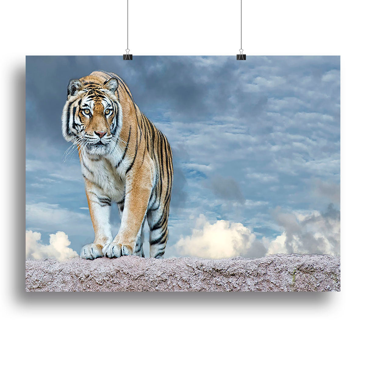 Siberian tiger ready to attack Canvas Print or Poster - Canvas Art Rocks - 2