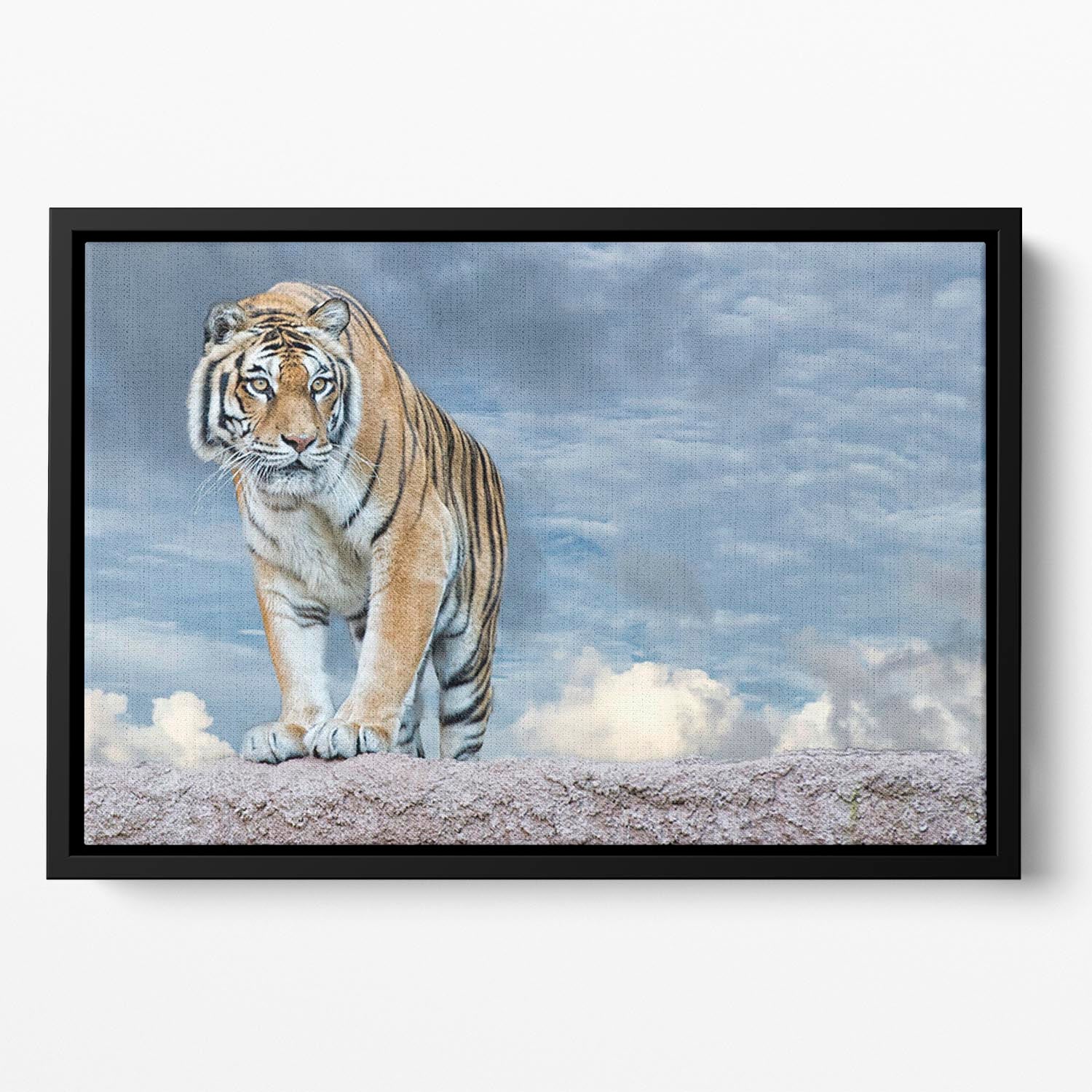 Siberian tiger ready to attack Floating Framed Canvas - Canvas Art Rocks - 2