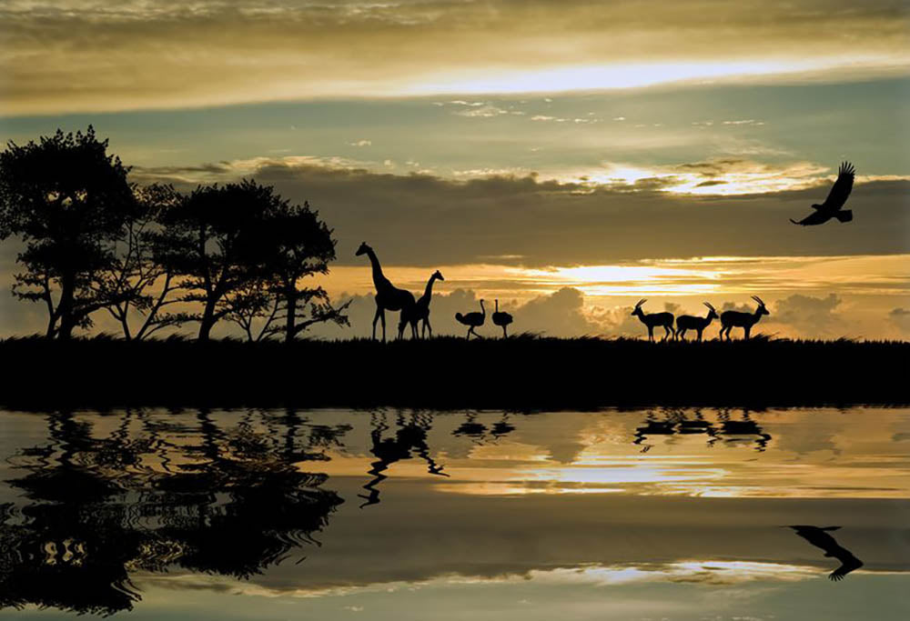 Silhouette of animals in Africa Wall Mural Wallpaper - Canvas Art Rocks - 1