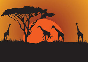Silhouettes of giraffes in safari sunset Wall Mural Wallpaper - Canvas Art Rocks - 1
