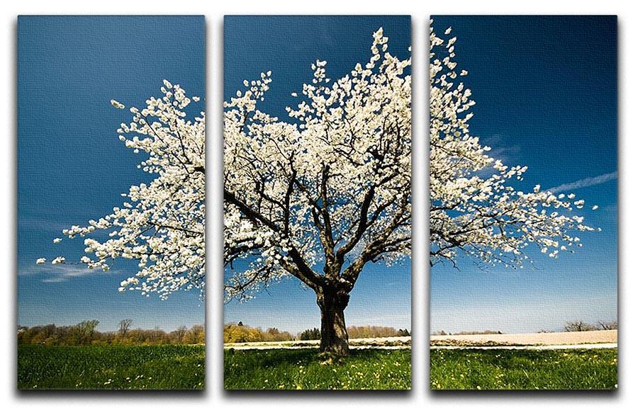 Single blossoming tree in spring 3 Split Panel Canvas Print - Canvas Art Rocks - 1