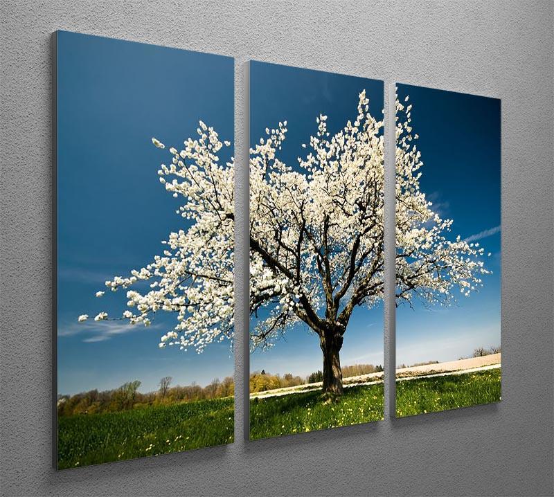 Single blossoming tree in spring 3 Split Panel Canvas Print - Canvas Art Rocks - 2