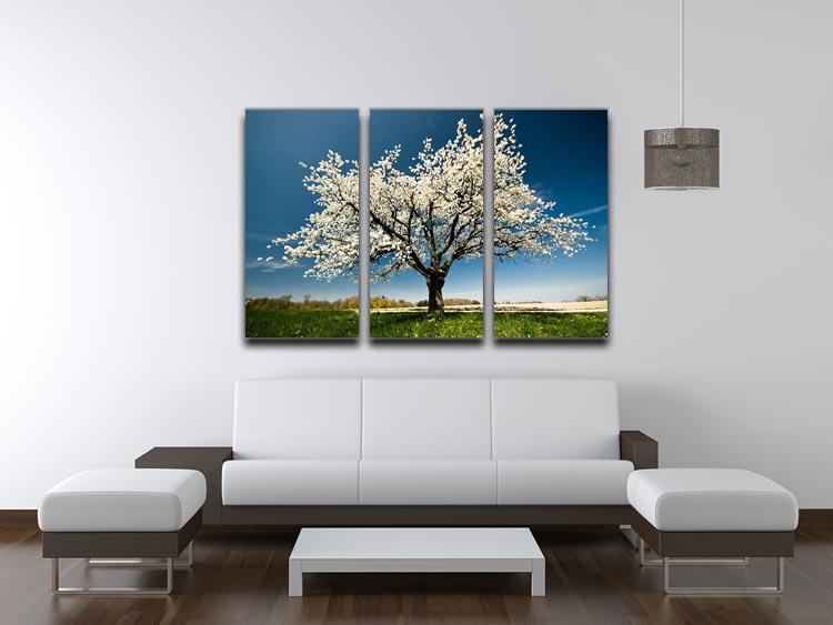 Single blossoming tree in spring 3 Split Panel Canvas Print - Canvas Art Rocks - 3
