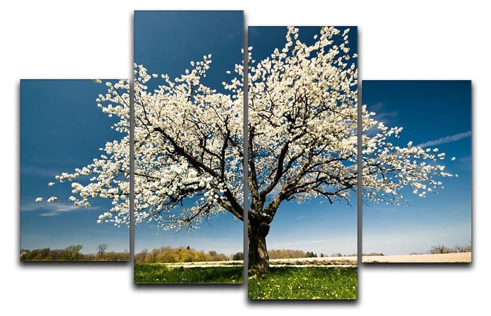 Single blossoming tree in spring 4 Split Panel Canvas  - Canvas Art Rocks - 1