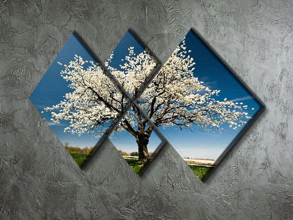 Single blossoming tree in spring 4 Square Multi Panel Canvas  - Canvas Art Rocks - 2