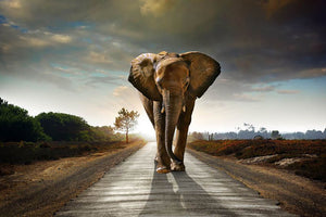 Single elephant walking in a road Wall Mural Wallpaper - Canvas Art Rocks - 1