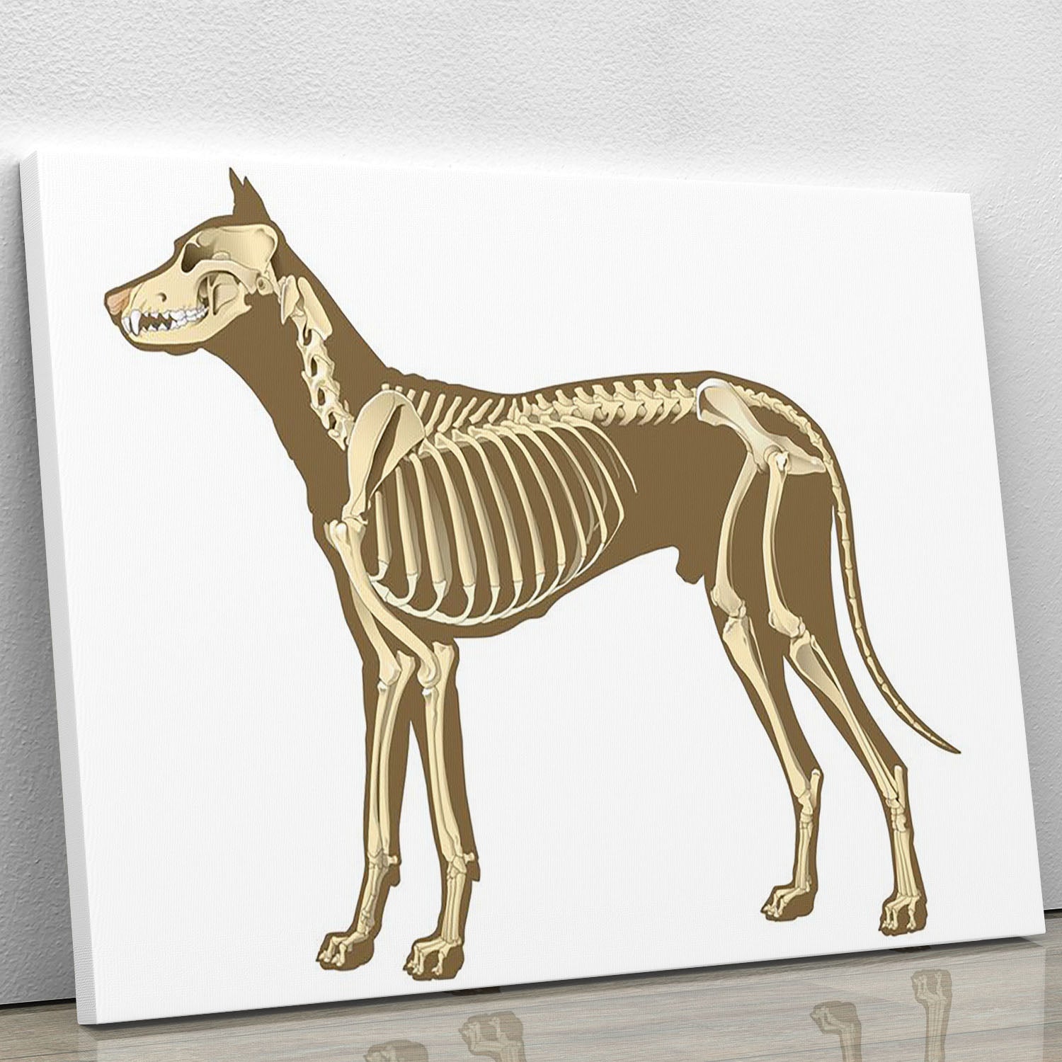 Skeleton of dog section with bones x ray Canvas Print or Poster - Canvas Art Rocks - 1