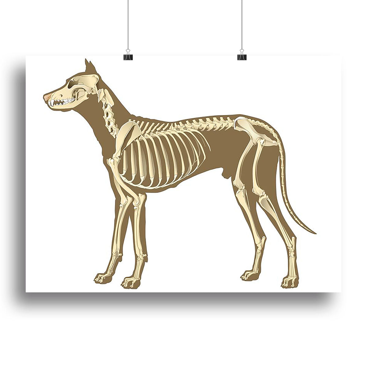 Skeleton of dog section with bones x ray Canvas Print or Poster - Canvas Art Rocks - 2