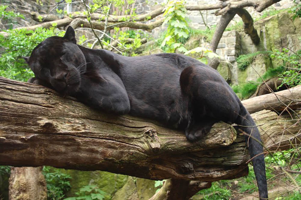 Sleeping black jaguar Wall Mural Wallpaper - Canvas Art Rocks - 1