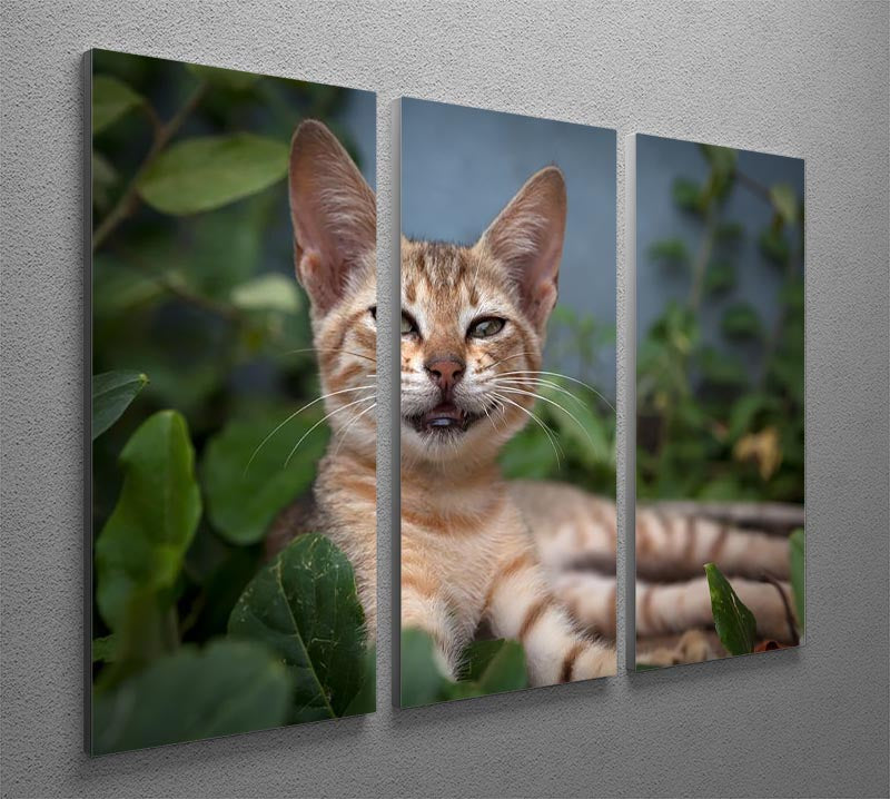 Smiling Cat 3 Split Panel Canvas Print - Canvas Art Rocks - 2