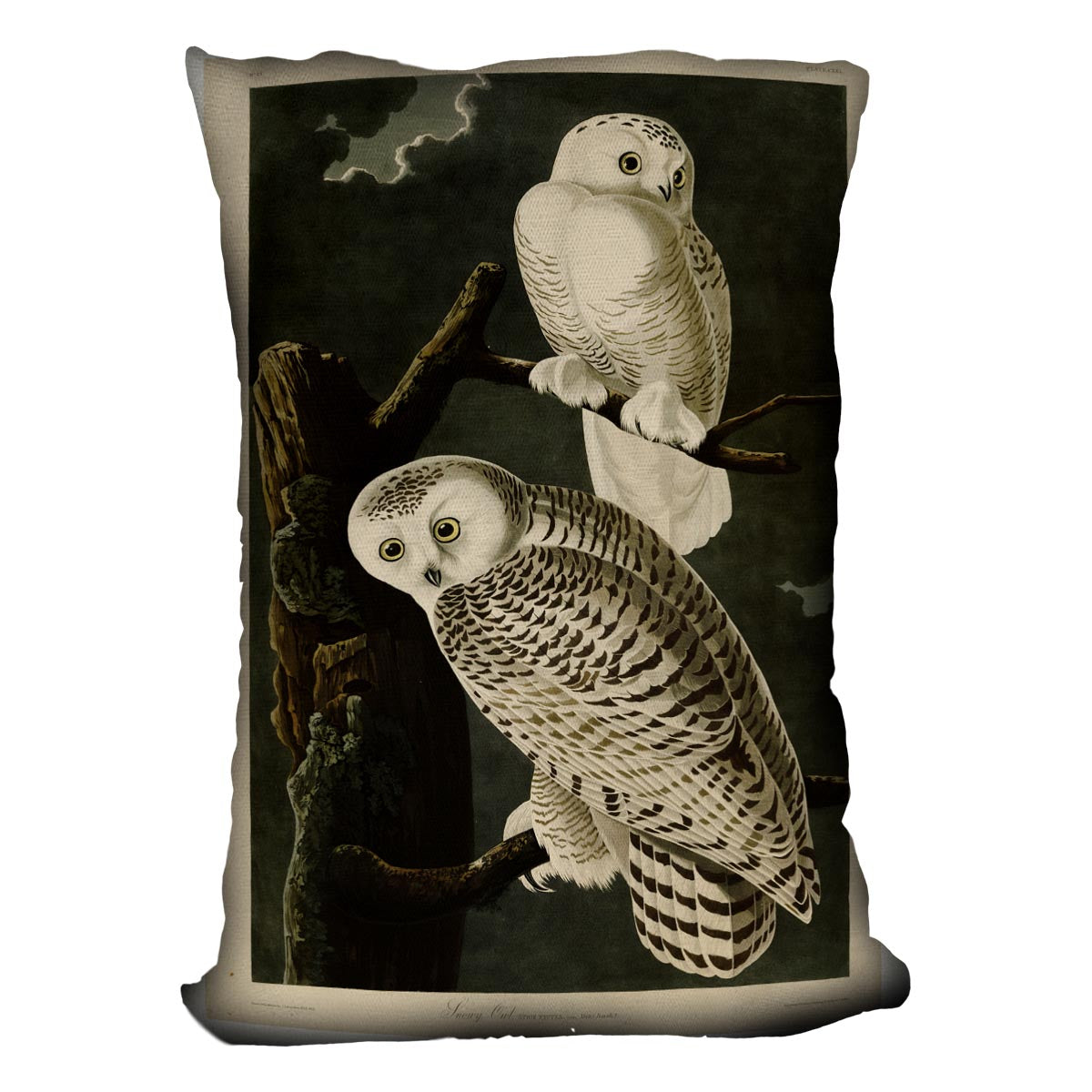 Snowy Owl by Audubon Cushion