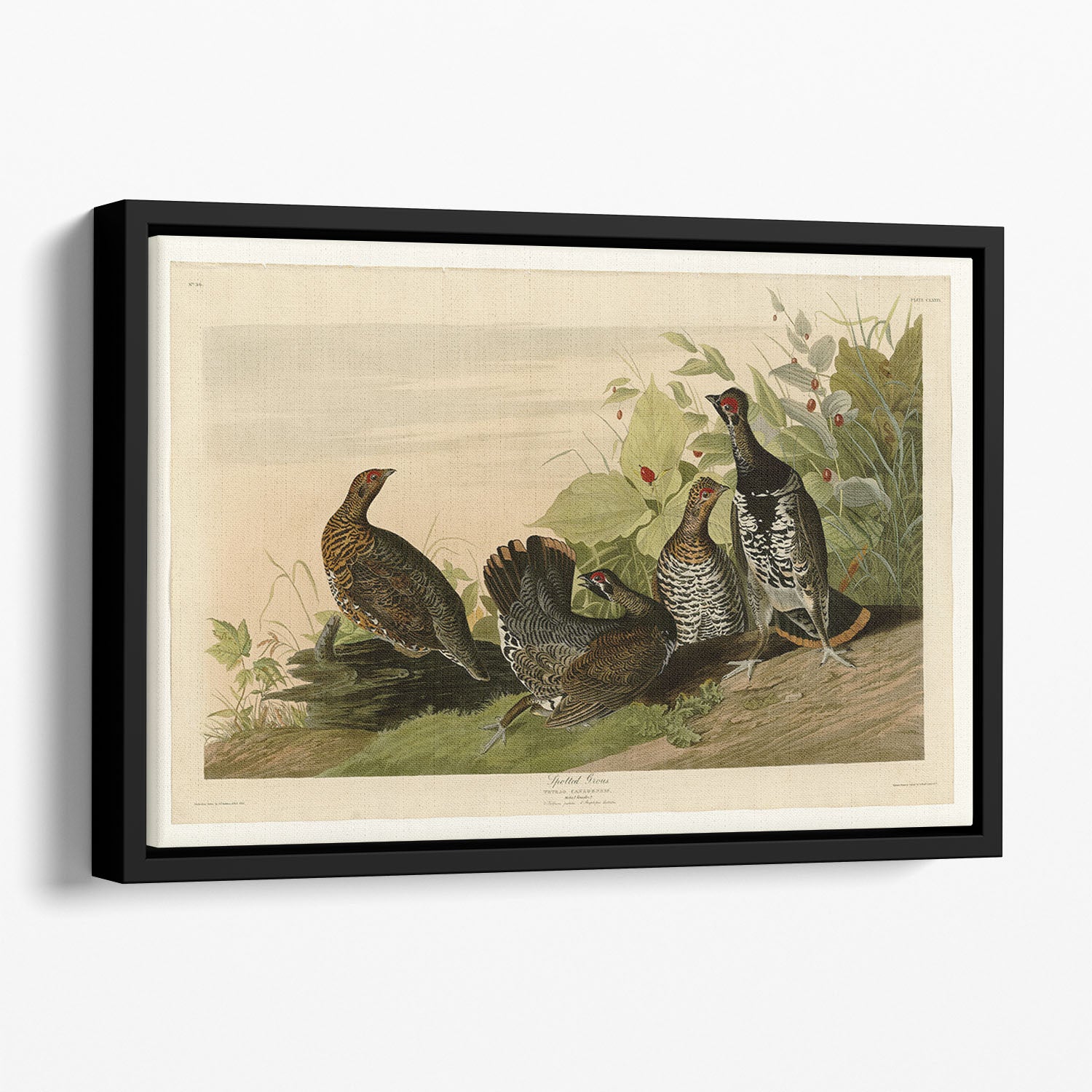 Spotted Grouse by Audubon Floating Framed Canvas