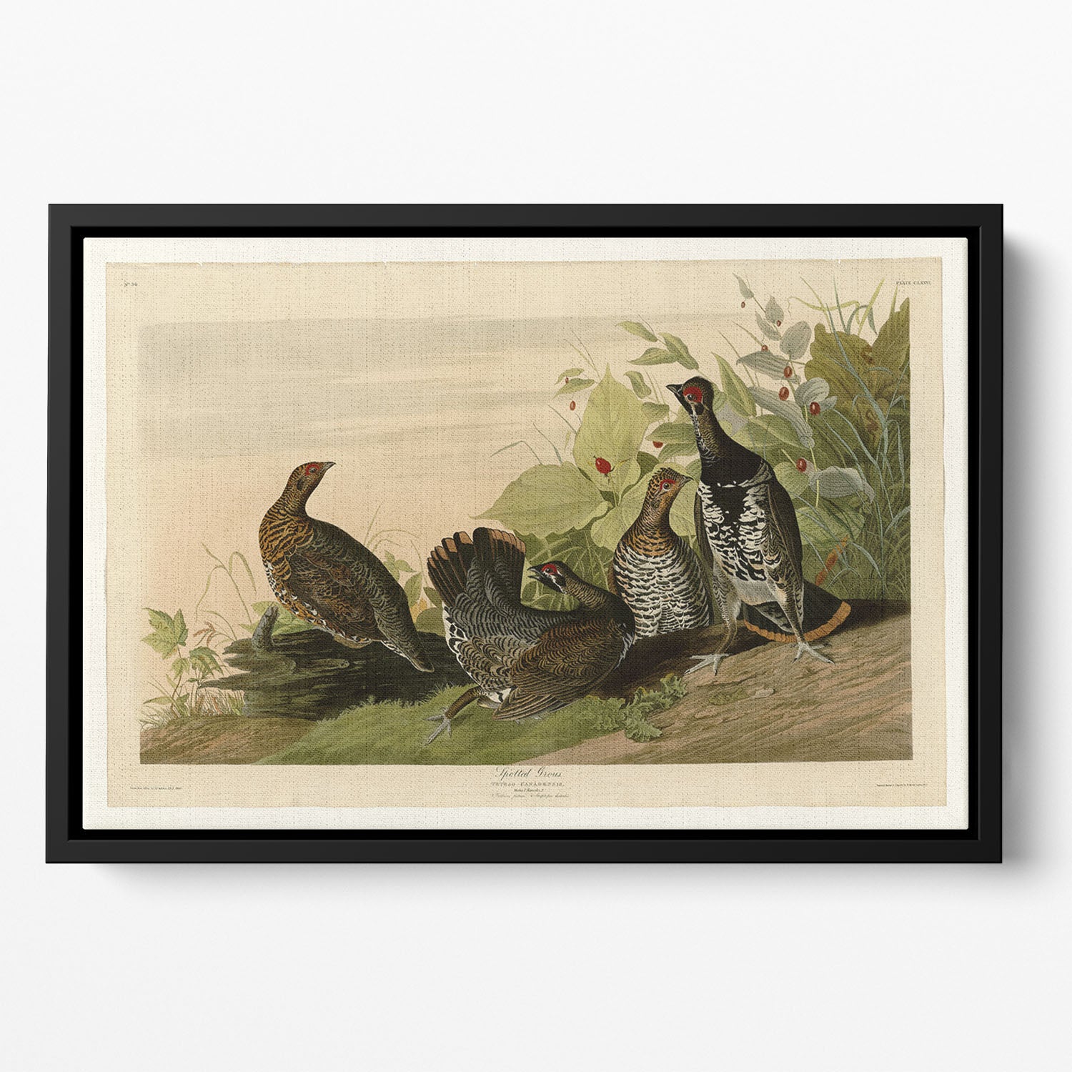 Spotted Grouse by Audubon Floating Framed Canvas