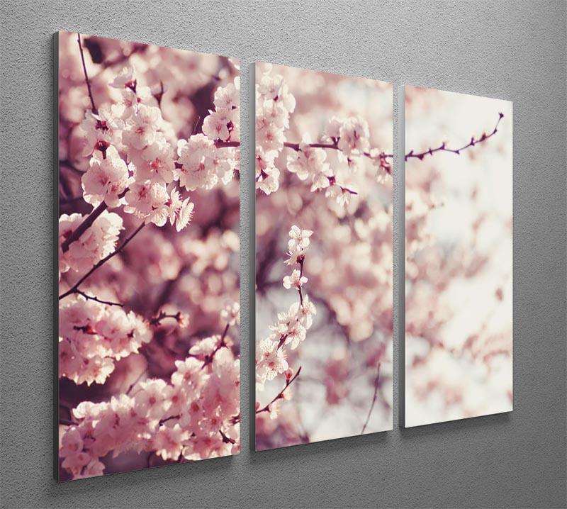 Spring Cherry blossoms 3 Split Panel Canvas Print - Canvas Art Rocks - 2