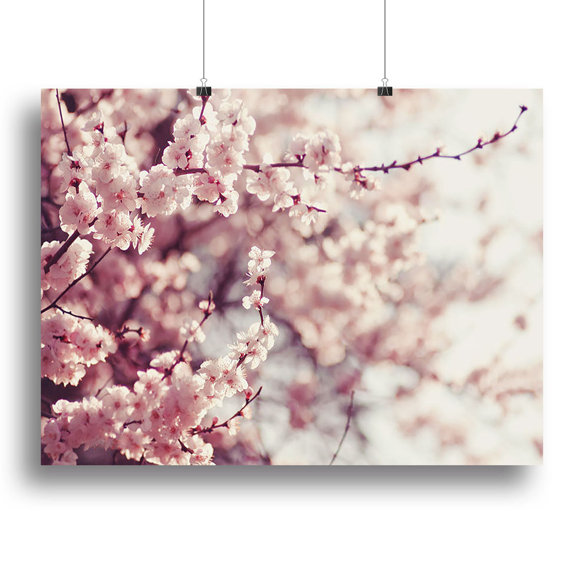 Spring Cherry blossoms Canvas Print or Poster - Canvas Art Rocks - 2