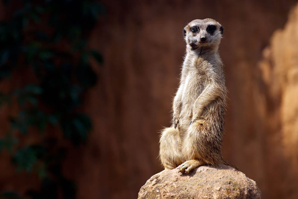 Standing African suricata meerkat Wall Mural Wallpaper - Canvas Art Rocks - 1