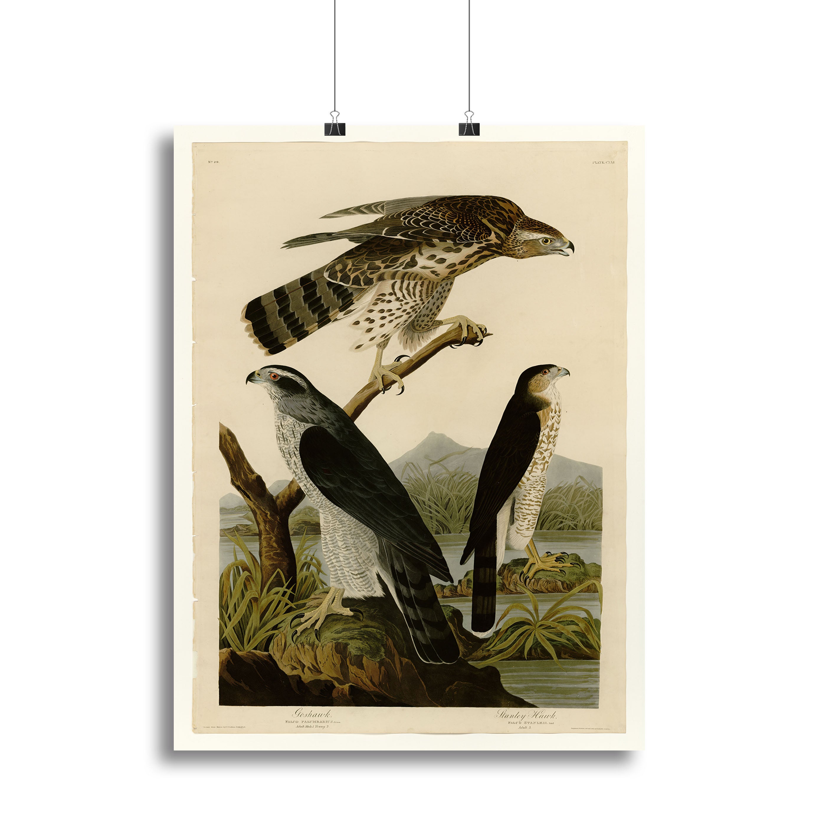 Stanley Hawk by Audubon Canvas Print or Poster - Canvas Art Rocks - 2