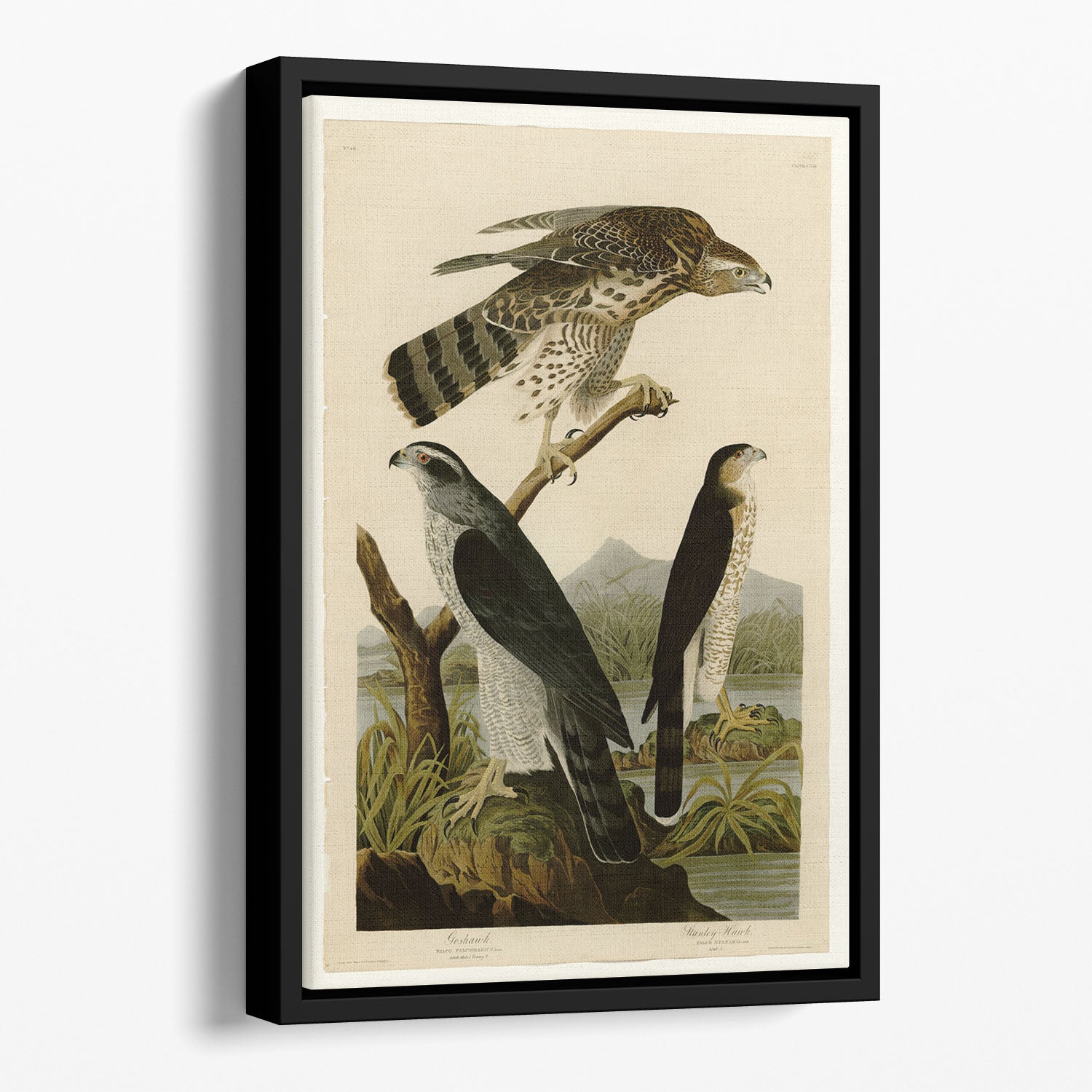 Stanley Hawk by Audubon Floating Framed Canvas