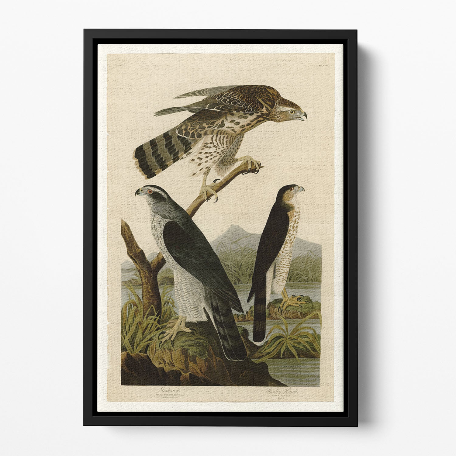 Stanley Hawk by Audubon Floating Framed Canvas