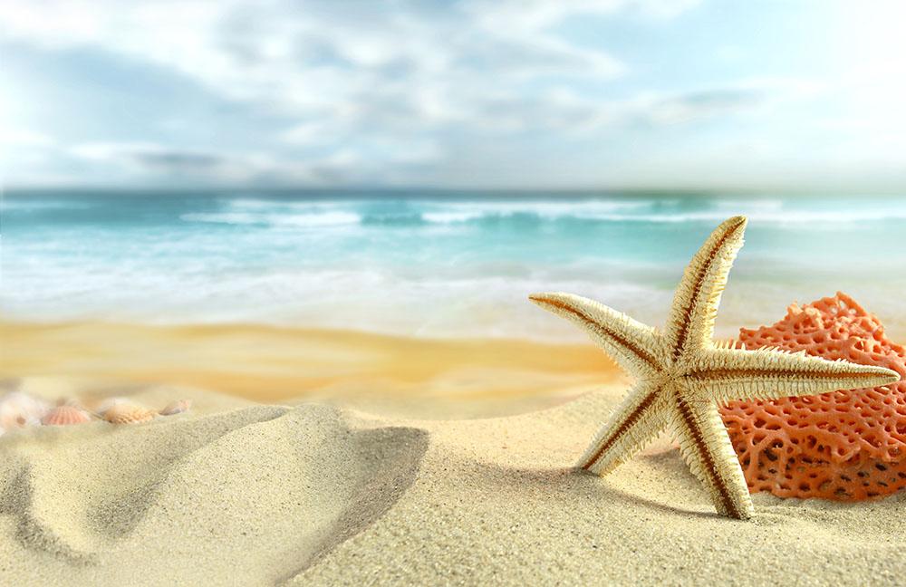 Starfish Wall Mural Wallpaper - Canvas Art Rocks - 1
