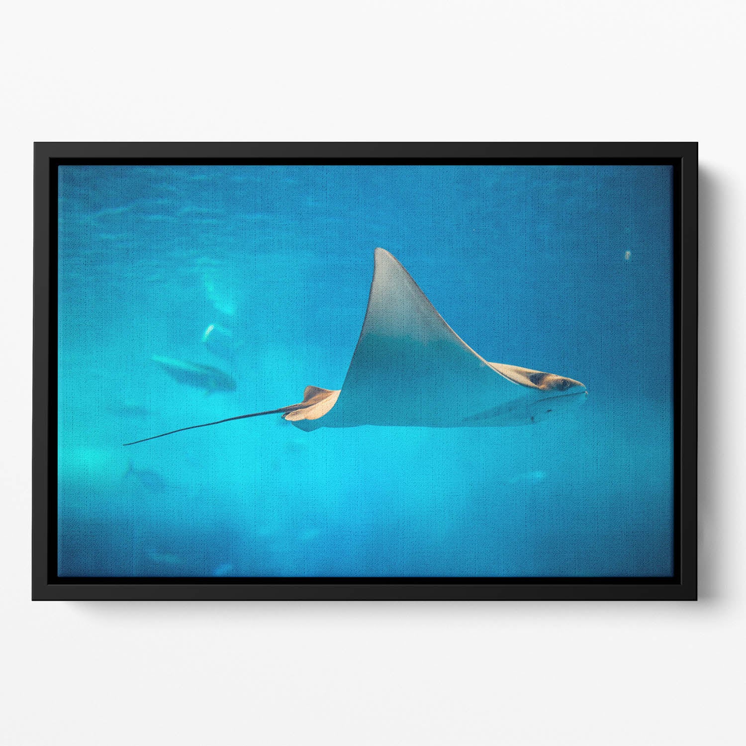 Stingray in the aquarium Floating Framed Canvas
