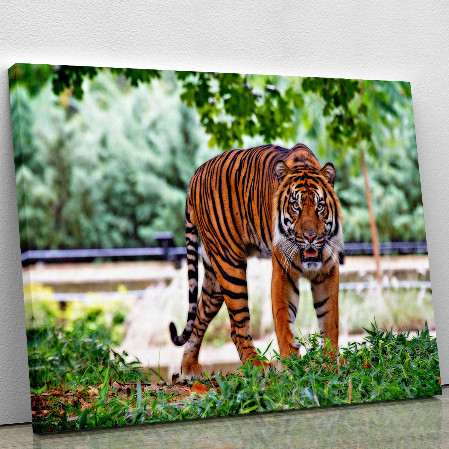Sumatran Tiger Canvas Print or Poster - Canvas Art Rocks - 1