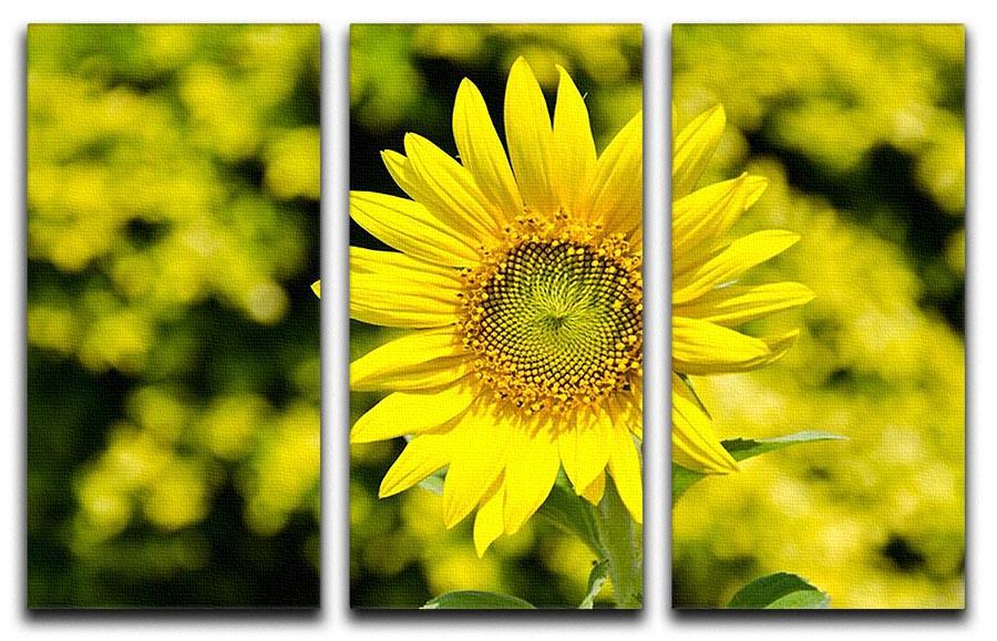 Sunflowers bloom in summer 3 Split Panel Canvas Print - Canvas Art Rocks - 1