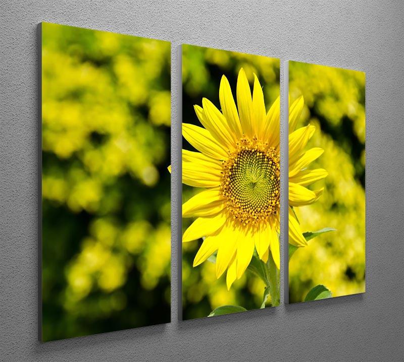 Sunflowers bloom in summer 3 Split Panel Canvas Print - Canvas Art Rocks - 2