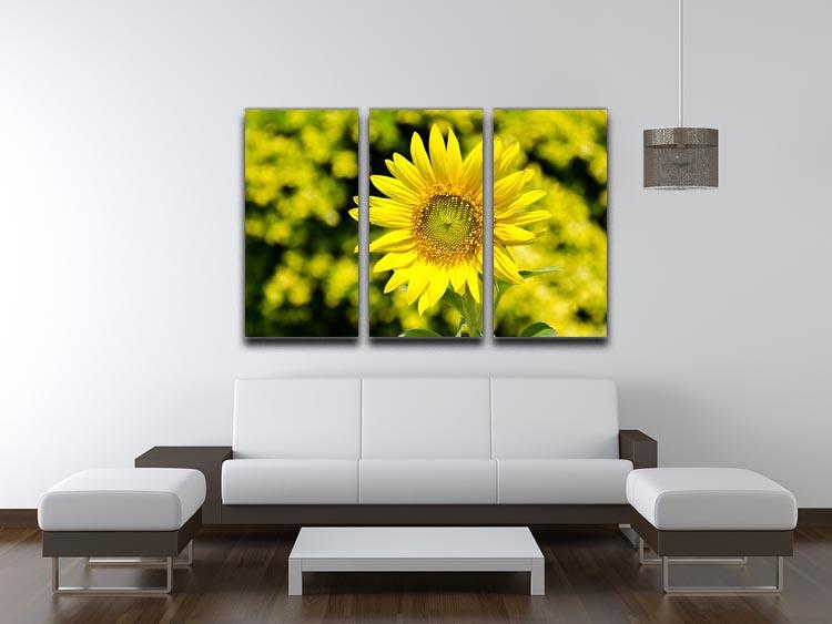 Sunflowers bloom in summer 3 Split Panel Canvas Print - Canvas Art Rocks - 3