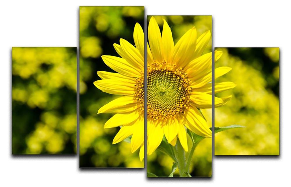 Sunflowers bloom in summer 4 Split Panel Canvas  - Canvas Art Rocks - 1