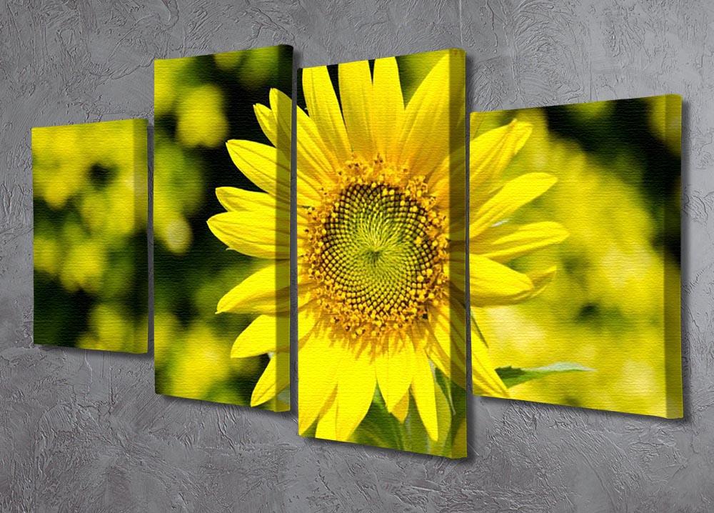 Sunflowers bloom in summer 4 Split Panel Canvas  - Canvas Art Rocks - 2