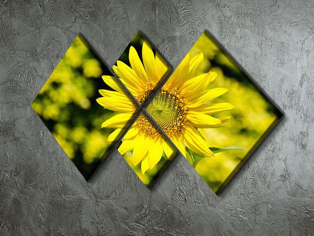 Sunflowers bloom in summer 4 Square Multi Panel Canvas  - Canvas Art Rocks - 2
