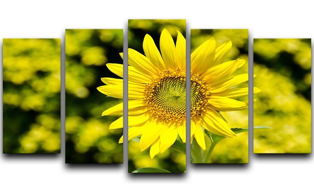 Sunflowers bloom in summer 5 Split Panel Canvas  - Canvas Art Rocks - 1