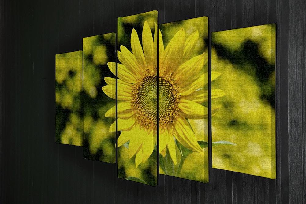 Sunflowers bloom in summer 5 Split Panel Canvas  - Canvas Art Rocks - 2