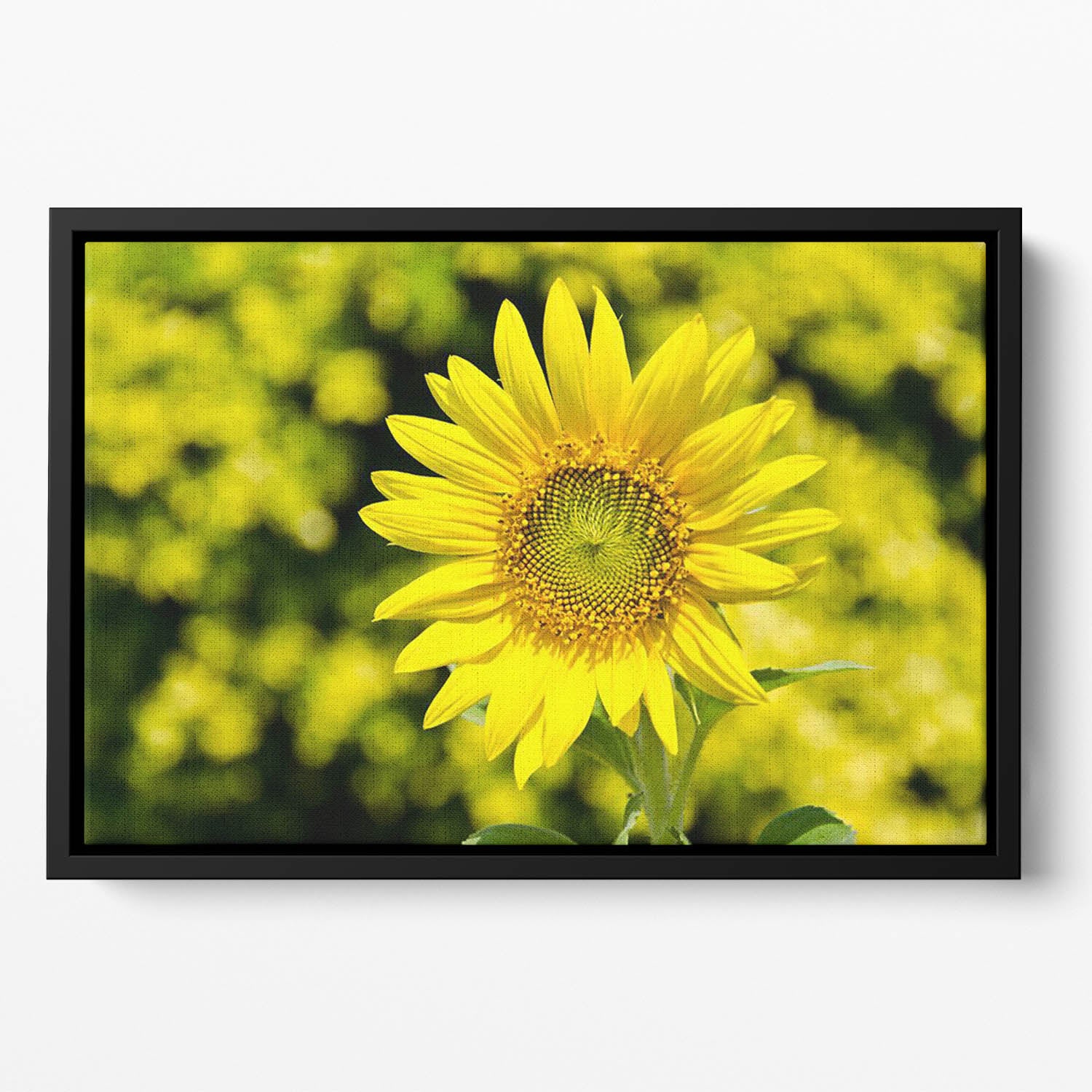 Sunflowers bloom in summer Floating Framed Canvas