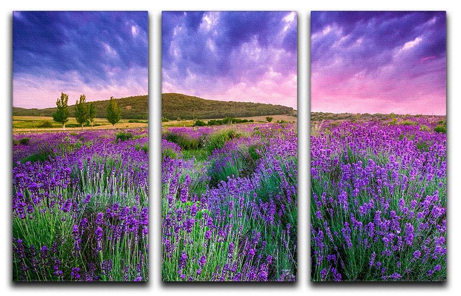 Sunset over a summer lavender field 3 Split Panel Canvas Print - Canvas Art Rocks - 1