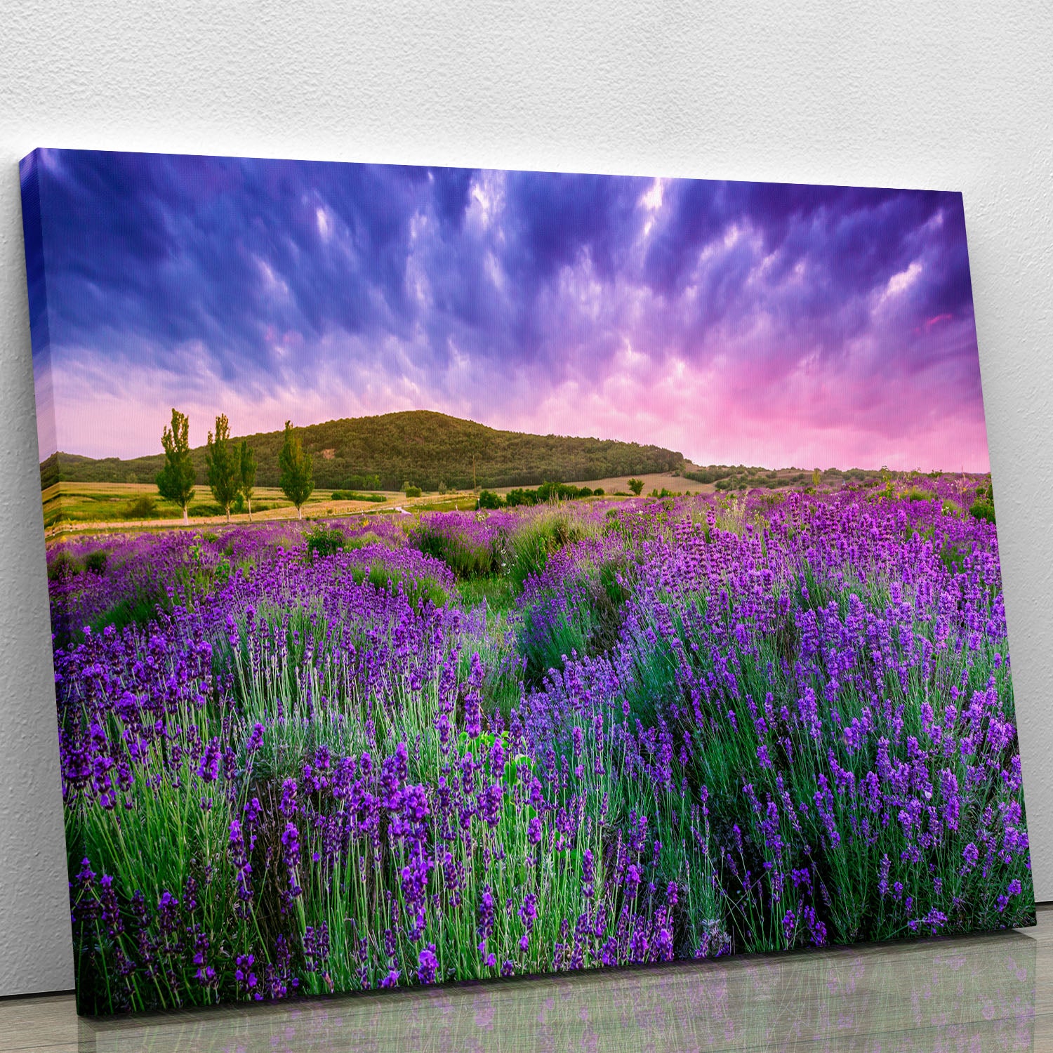 Sunset over a summer lavender field Canvas Print or Poster - Canvas Art Rocks - 1