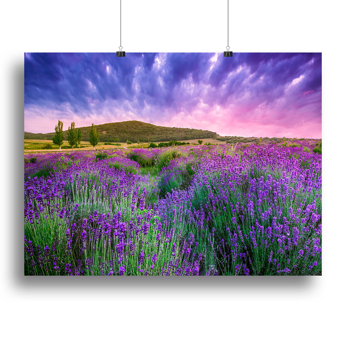 Sunset over a summer lavender field Canvas Print or Poster - Canvas Art Rocks - 2