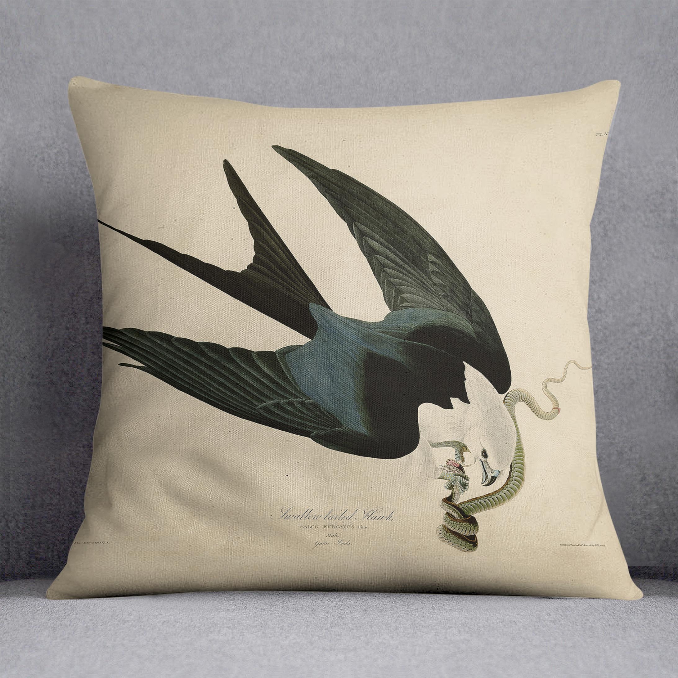 Swallow tailed Hawk by Audubon Cushion