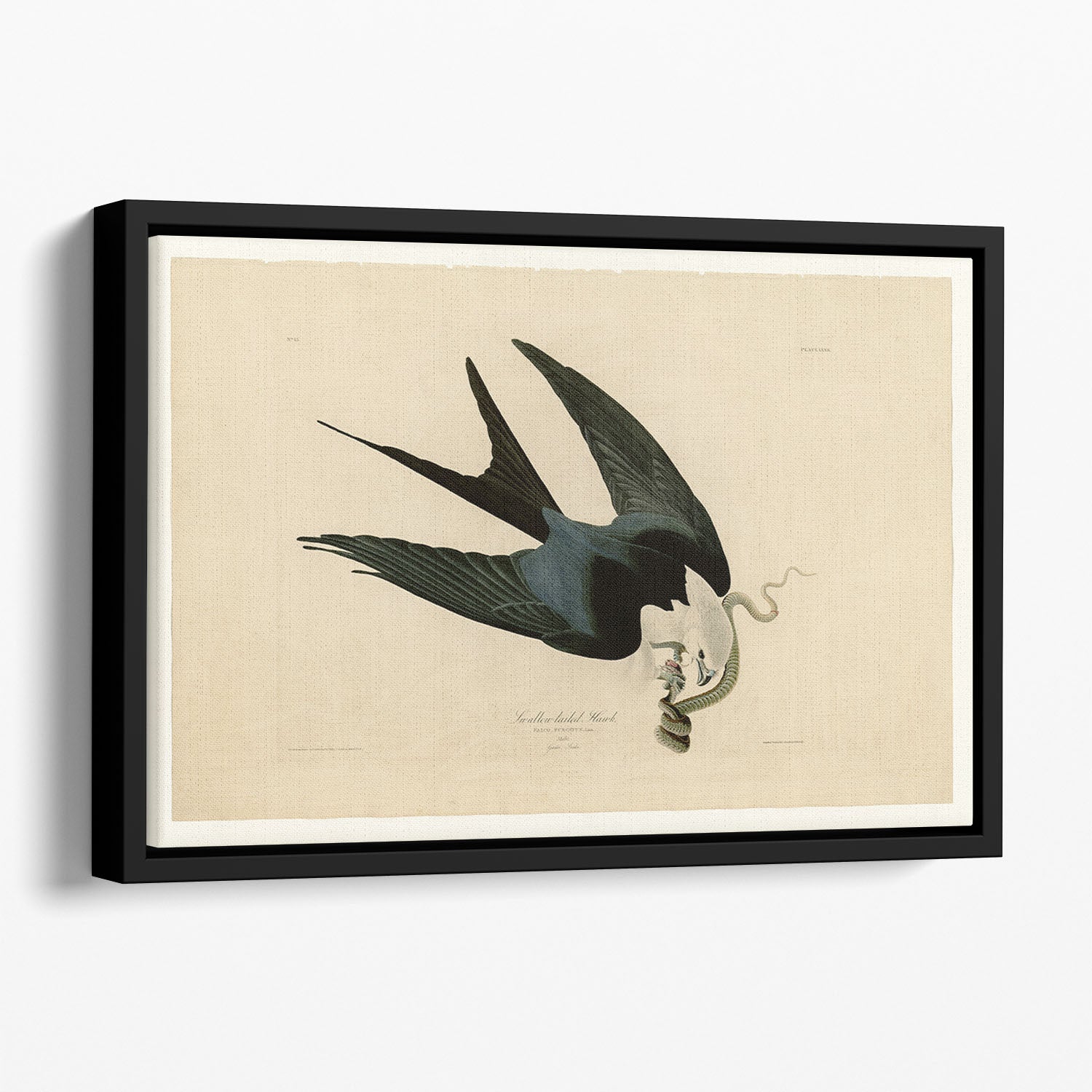 Swallow tailed Hawk by Audubon Floating Framed Canvas