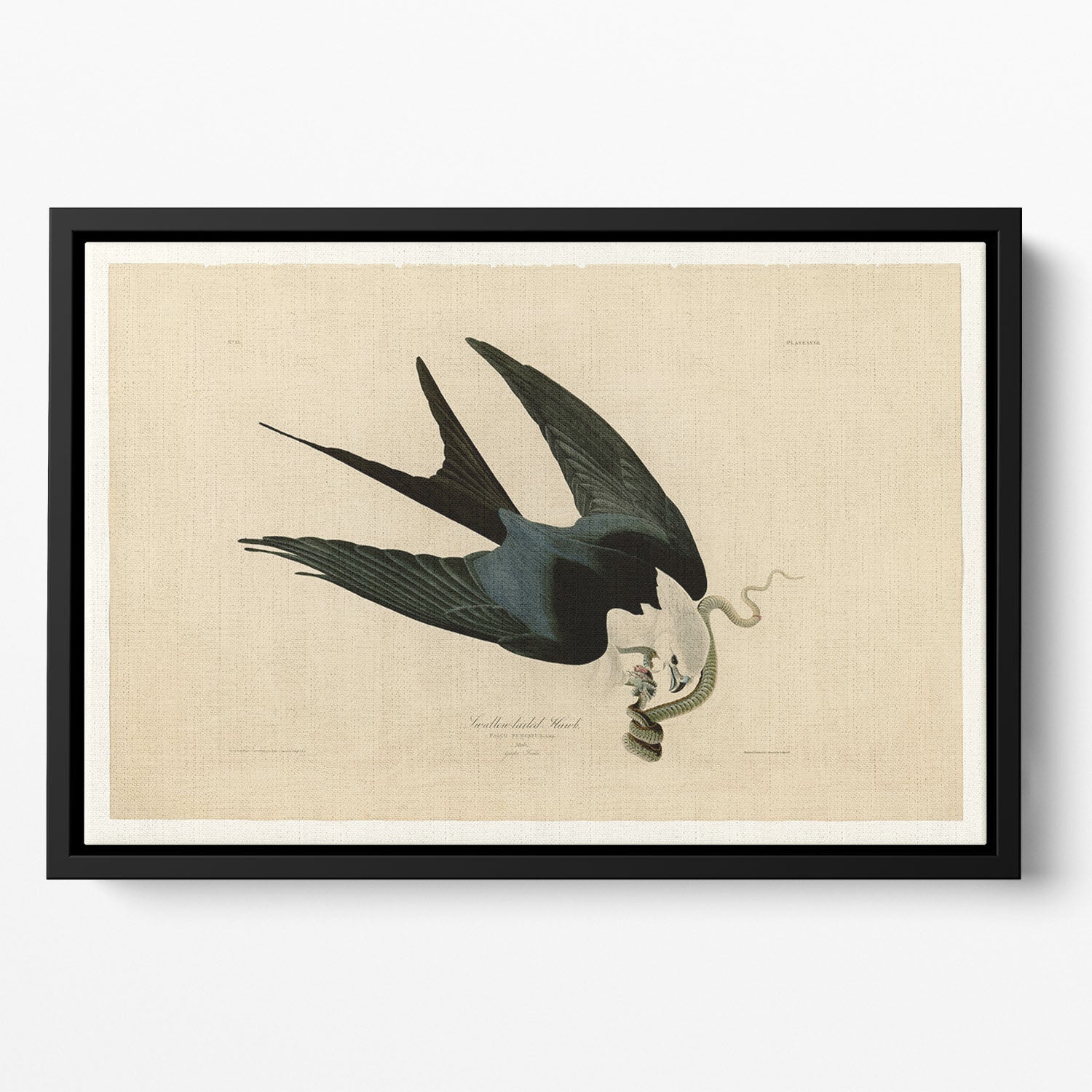 Swallow tailed Hawk by Audubon Floating Framed Canvas