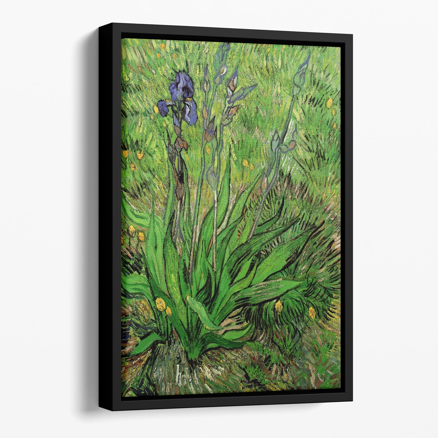 The Iris by Van Gogh Floating Framed Canvas