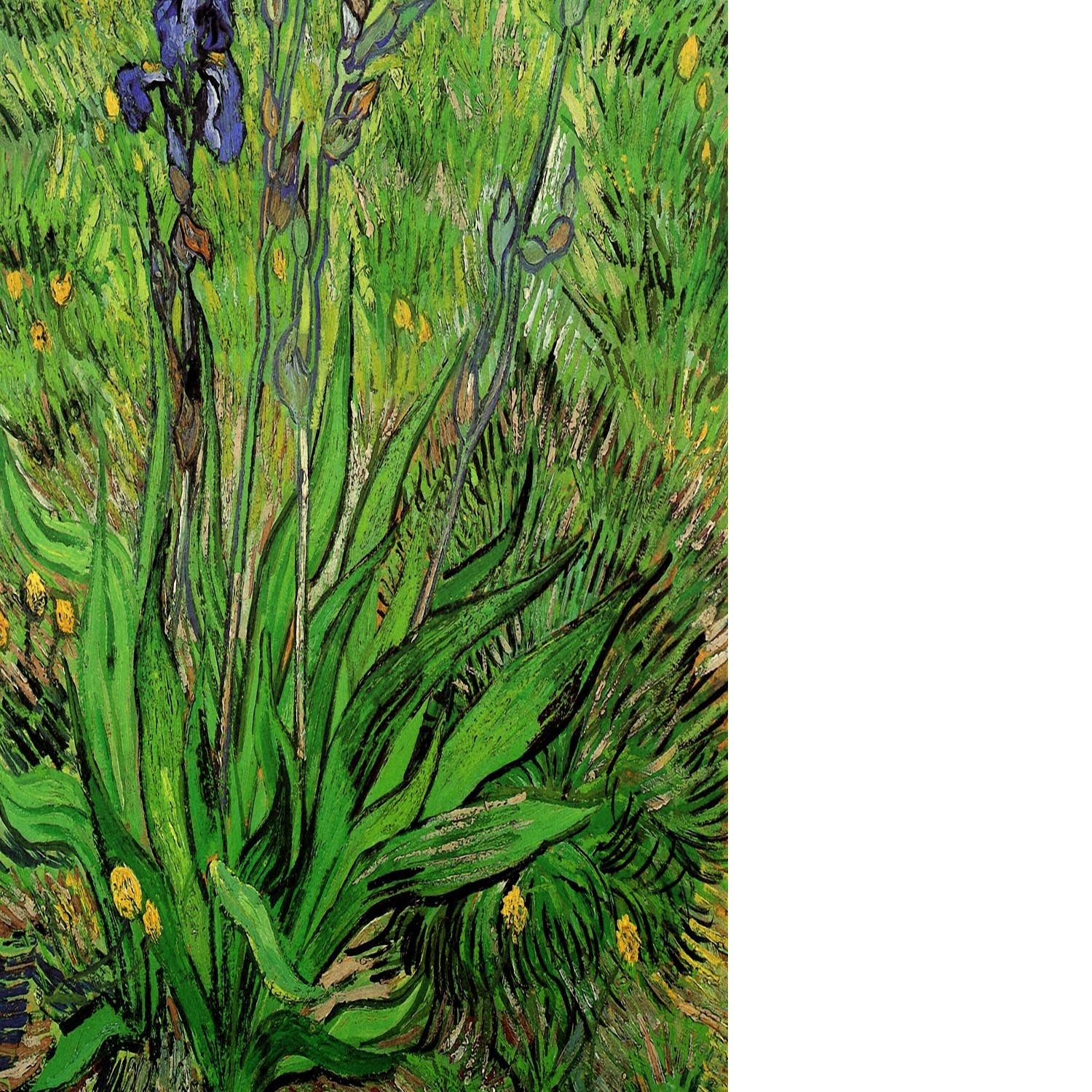 The Iris by Van Gogh Floating Framed Canvas