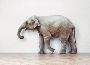 The elephant calm in the room near white wall Wall Mural Wallpaper - Canvas Art Rocks - 1