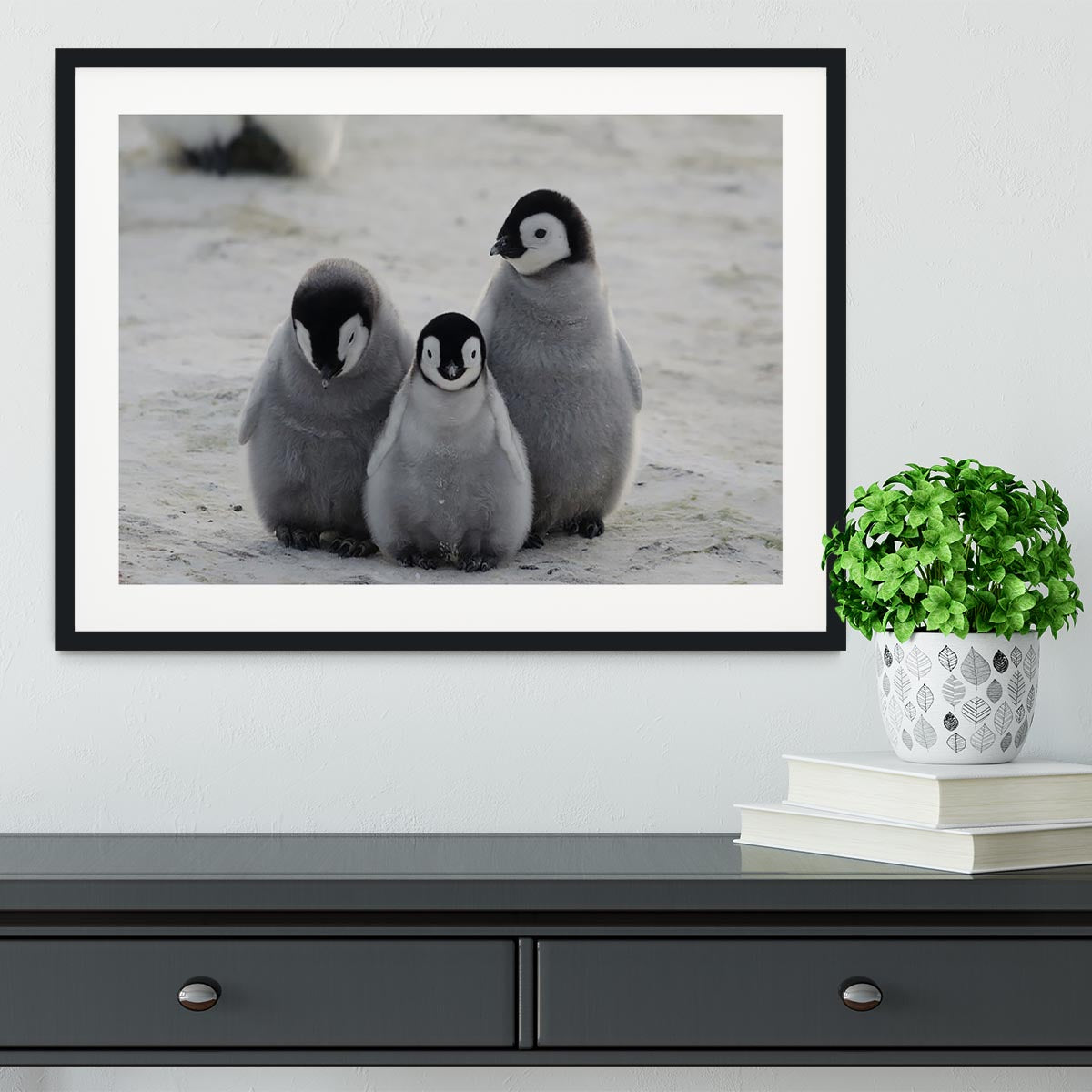 Three Emperor Penguin Chicks Together Framed Print - Canvas Art Rocks - 1