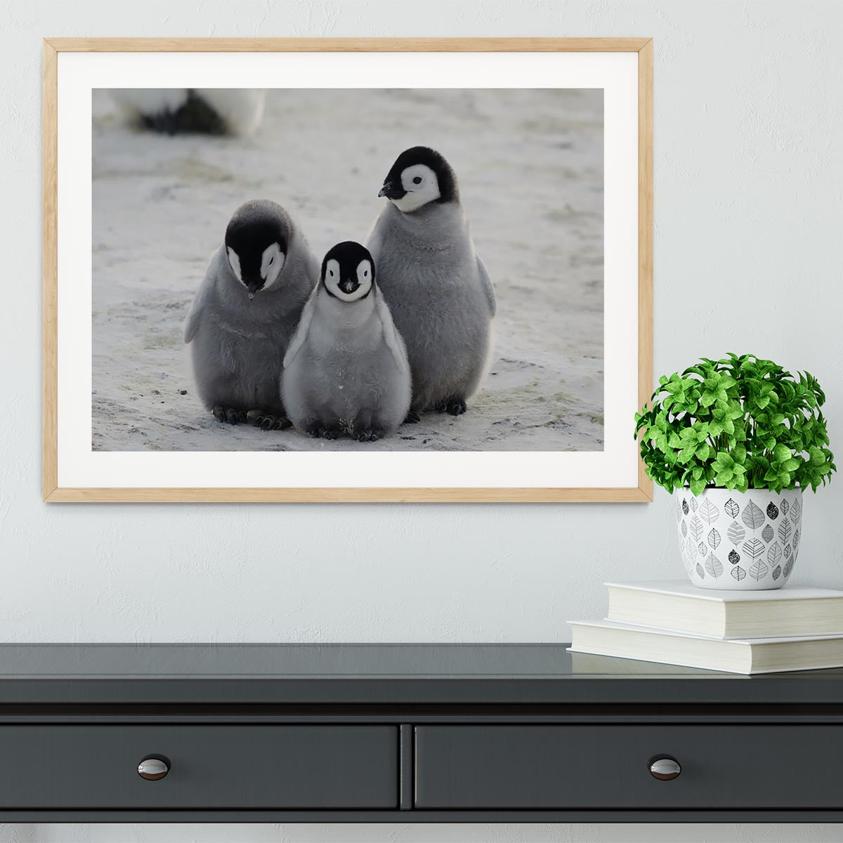 Three Emperor Penguin Chicks Together Framed Print - Canvas Art Rocks - 3