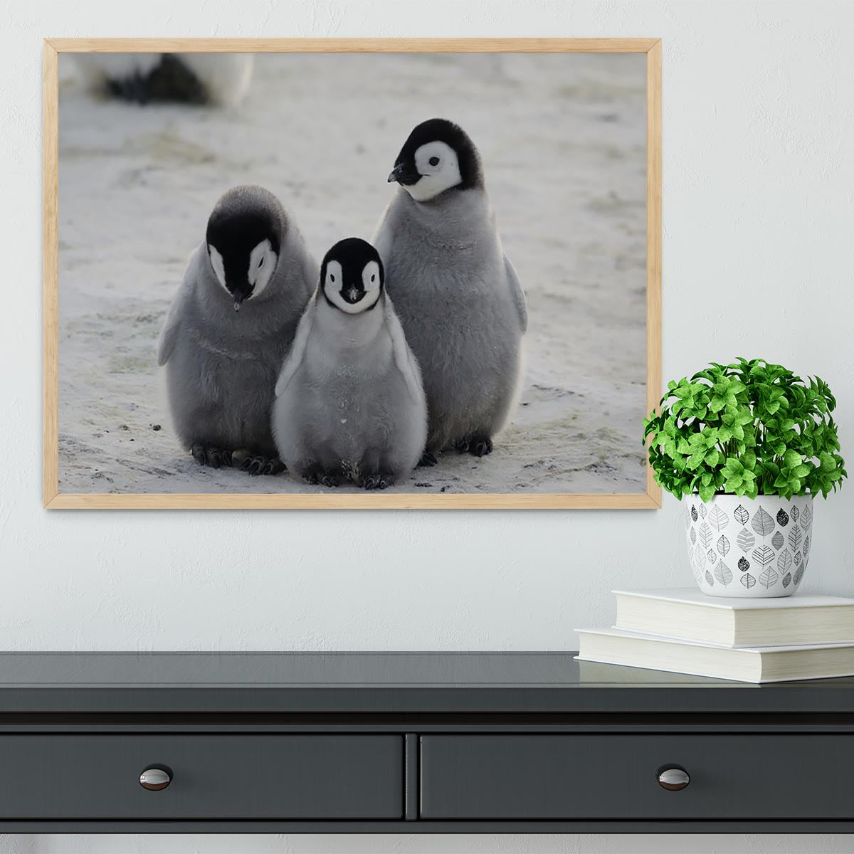 Three Emperor Penguin Chicks Together Framed Print - Canvas Art Rocks - 4